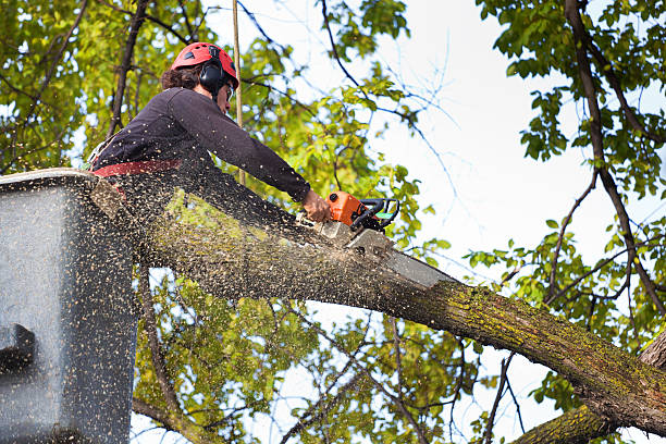 Best Tree Health Inspection  in Paducah, TX